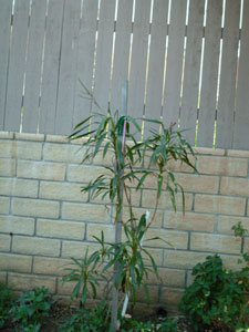 What Is This Plant?