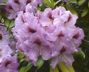 Purple Rhododendron