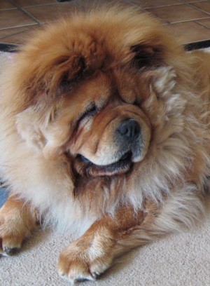 Rocco (Chow Chow)