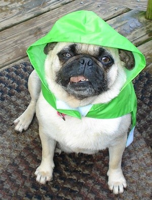 Scoobydo (Pug)