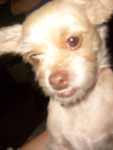 What Breed Is My Dog?