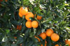 Do I Need to Remove Fruit from My Fruit Tree?