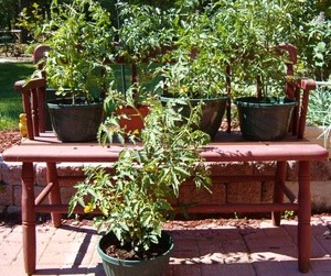 Tomato Bench
