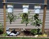 Upside-Down Tomato Buckets