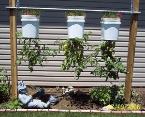 Upside-Down Tomato Buckets