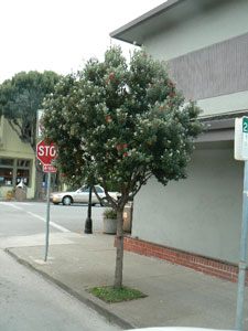 What Is This Tree?