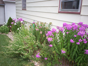 What Are These Plants?