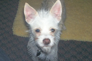 What Breed Is My Dog?