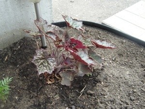 What Is This Plant?