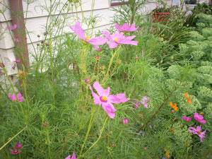 What Are These Wildflowers?