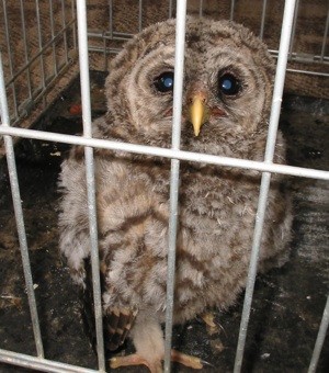 Baby Owl