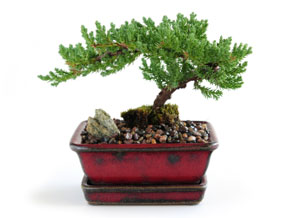 How Do I Grow A Bonsai Tree?
