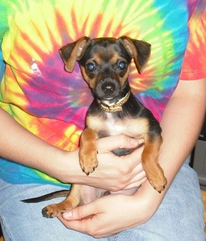 Charlie Brown (Chi-Wennie)
