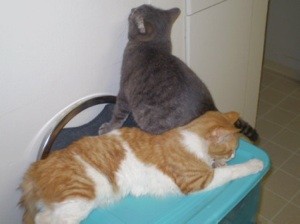Daisy and Jack