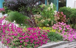 Perennials, Annuals and Shrubs