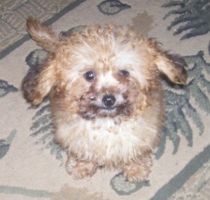 Guss (Poodle Mix)