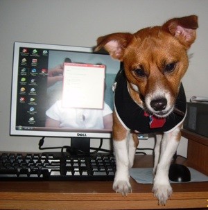 Junior (Jack Russell Terrier/Chihuahua)