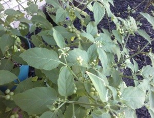 Mystery Plant