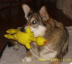 Precious (Shepherd/Husky)
