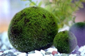 Ralph (Marimo Ball)