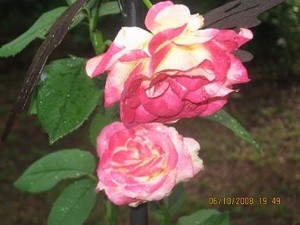 Double Delight Rose