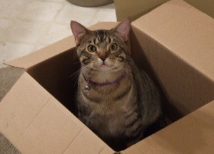 Shelby the Cat