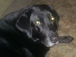 Sweet Sassy Sue (Black Lab)