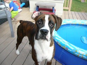 Sunshine (Boxer)