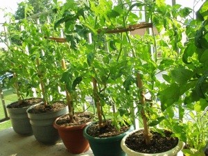 Tomatoes on the Balcony
