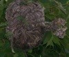 Nest Made by Perfect Little Engineers