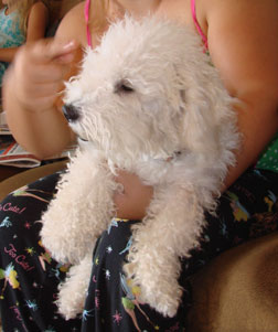 Homemade Detangler For Dogs