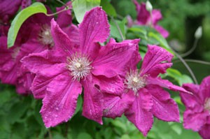 When Will My Clematis Bloom?