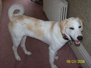 What Breed Is My Dog?