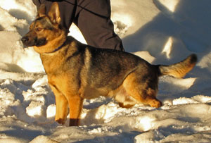 What Breed Is My Dog? (German Shepherd Mix)
