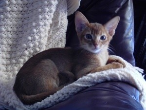 Ivan (Abyssinian)