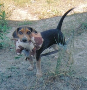 Jake (Miniature Beagle) and his Toy