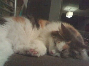 Lulu (Maine Coon)