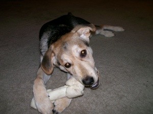 What Breed Is My Dog?