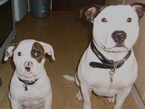 Max and Buster