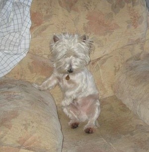 Maxwell (Westie)