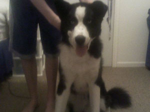 What Breed Is My Dog?
