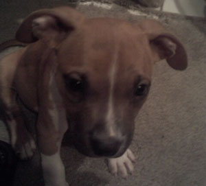 Is My Pit Bull Full Blooded?