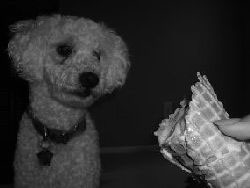 What Breed Is My Dog?