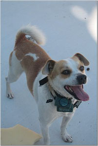 What Breed Is My Dog?