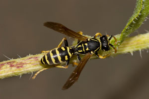 Repelling Hornets, Bumblebees and Wasps