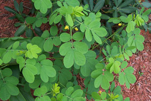 What Is This Plant?