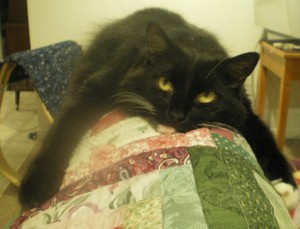 Askhim the Cat
