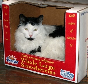Cow the Cat