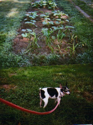 My name is Munchkin, and this is my pumpkin patch.