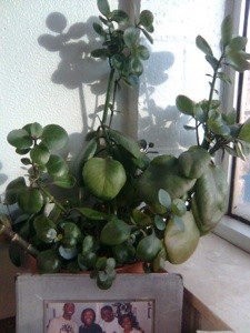 What is This Plant?